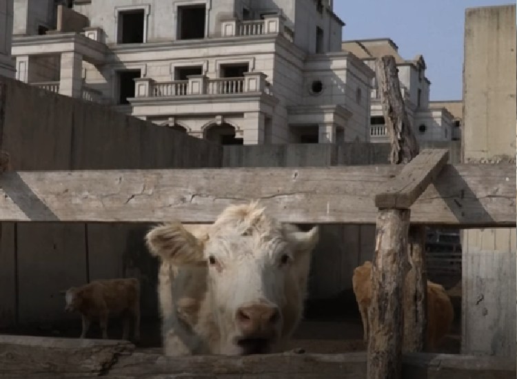 Cattle roam freely on this abandoned Chinese property