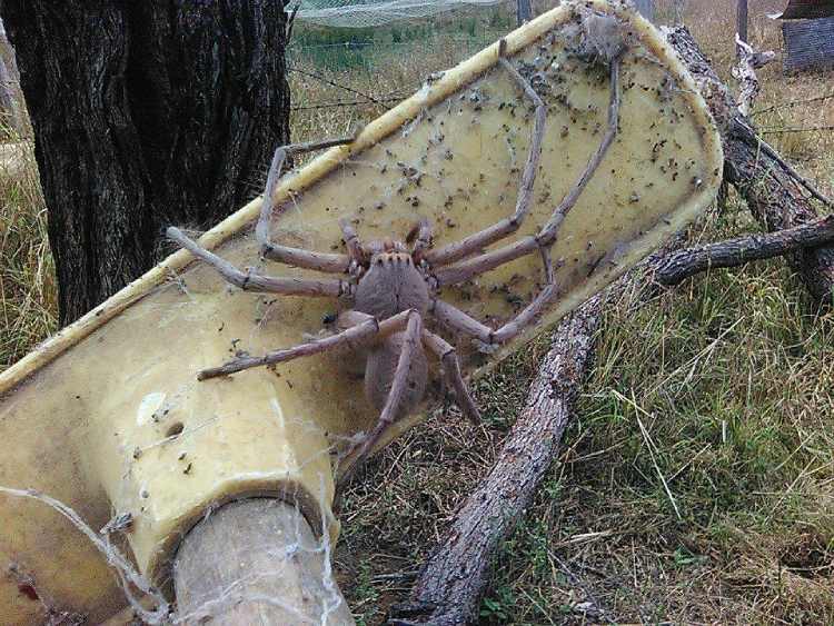 Charolette, the giant Huntsman Spider