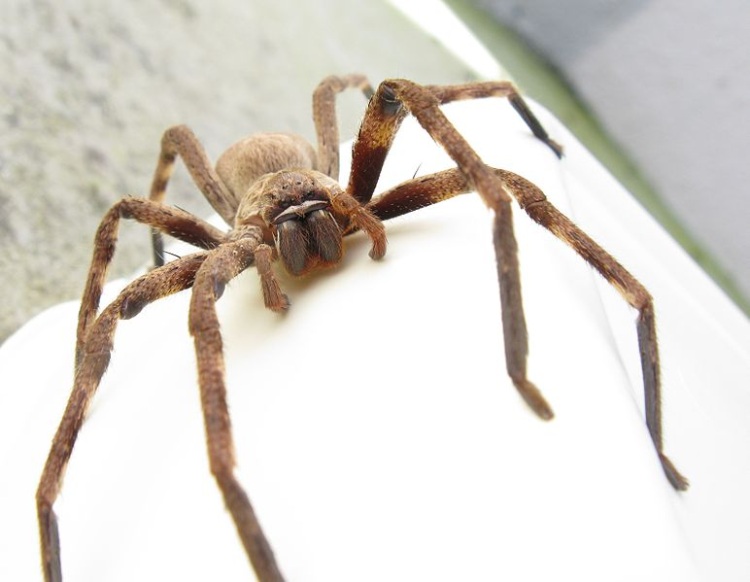 This Palystes castaneus is a species of huntsman spider