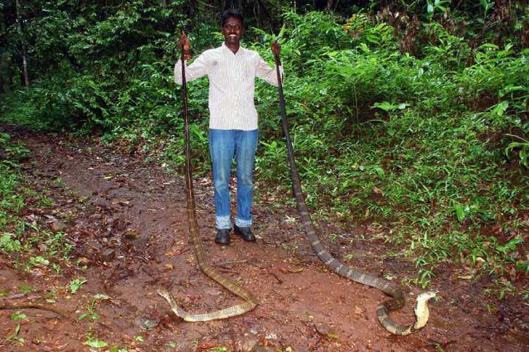 Two Giant King Cobras rescued by Vava Suresh.