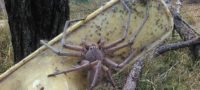 Picture Are Huntsman Spiders the Biggest Arachnids? Explore the Intriguing Facts!