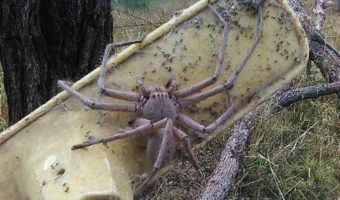Picture Are Huntsman Spiders the Biggest Arachnids? Explore the Intriguing Facts!