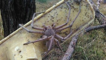 Picture Are Huntsman Spiders the Biggest Arachnids? Explore the Intriguing Facts!