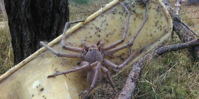 Picture Are Huntsman Spiders the Biggest Arachnids? Explore the Intriguing Facts!