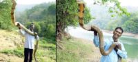 Picture Are Giant Cobras Real? A Dive into Cobra Size and Facts