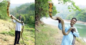 Giant King Cobra