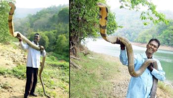Picture Are Giant Cobras Real? A Dive into Cobra Size and Facts