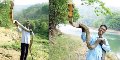 Picture Are Giant Cobras Real? A Dive into Cobra Size and Facts