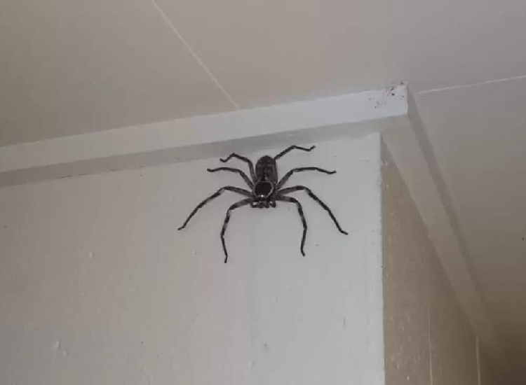A giant huntsman spider found in a house in Cairns, North Queensland