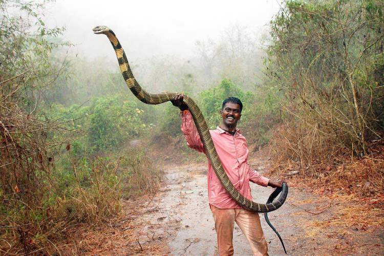 Giant King Cobra