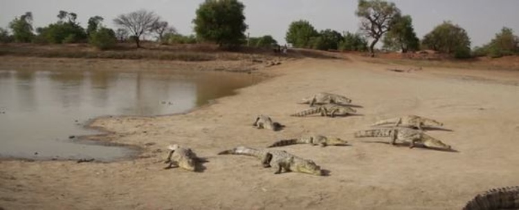 The West African crocodiles in Bazoule are docile.