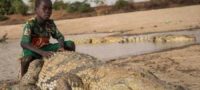 Picture Humans and Crocodiles Live in Harmony in the Village of Burkina Faso in Africa