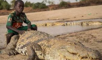 Picture Humans and Crocodiles Live in Harmony in the Village of Burkina Faso in Africa