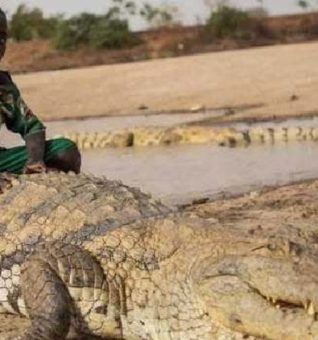 Picture Humans and Crocodiles Live in Harmony in the Village of Burkina Faso in Africa