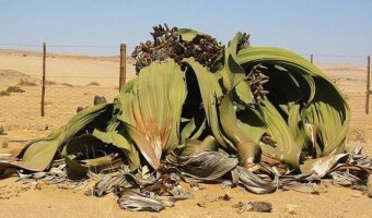 Picture Welwitschia Mirabilis Is an Ancient Plant Species Capable of Surviving for Thousands of Years