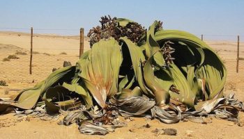 Picture Welwitschia Mirabilis Is an Ancient Plant Species Capable of Surviving for Thousands of Years