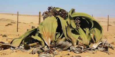 Picture Welwitschia Mirabilis Is an Ancient Plant Species Capable of Surviving for Thousands of Years