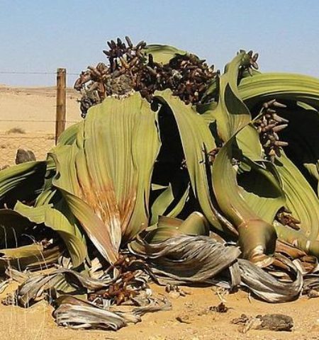Picture Welwitschia Mirabilis Is an Ancient Plant Species Capable of Surviving for Thousands of Years