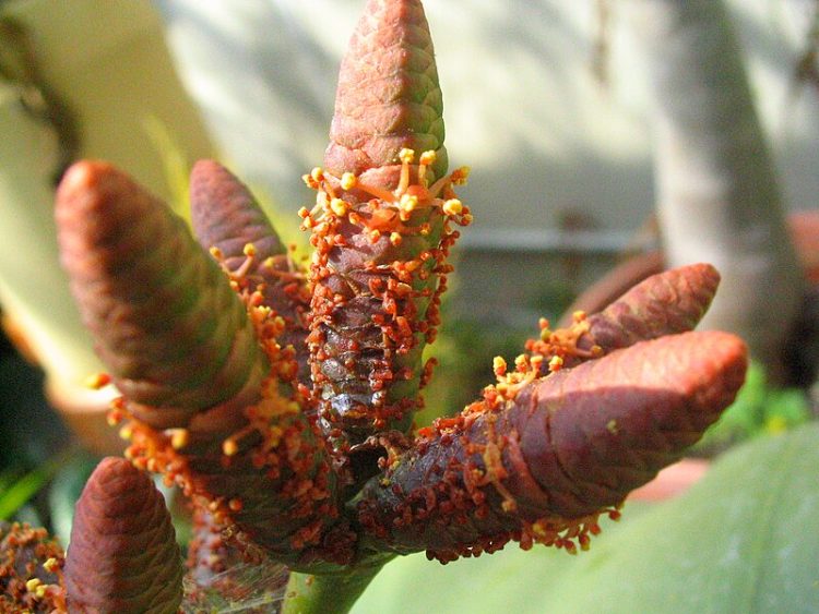 Male Pollen Cone of Welwitschia mirabilis