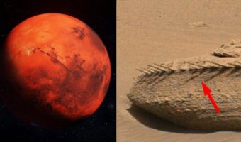 Picture NASA’s Curiosity Rover Discovers a Bone-Like Rock on the Surface of Mars
