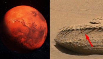 Picture NASA’s Curiosity Rover Discovers a Bone-Like Rock on the Surface of Mars