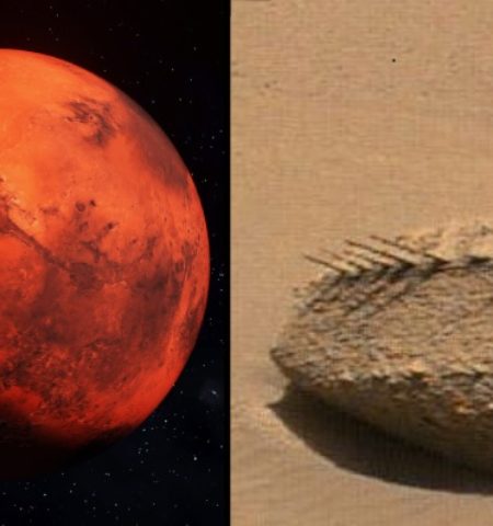 Picture NASA’s Curiosity Rover Discovers a Bone-Like Rock on the Surface of Mars