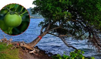 Picture The Manchineel Tree Is the World’s Most Dangerous Tree