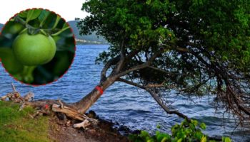 Picture The Manchineel Tree Is the World’s Most Dangerous Tree