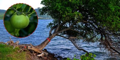 Picture The Manchineel Tree Is the World’s Most Dangerous Tree