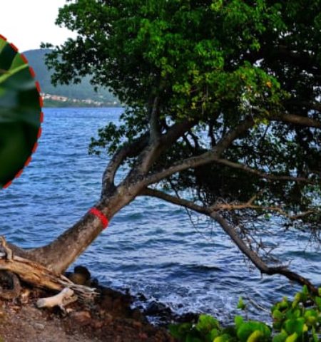 Picture The Manchineel Tree Is the World’s Most Dangerous Tree