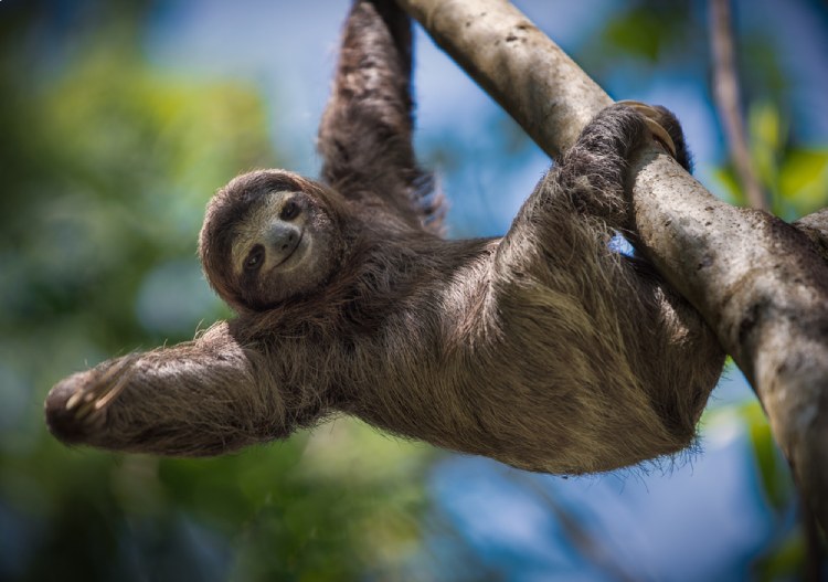Sloth are three times stronger than humans