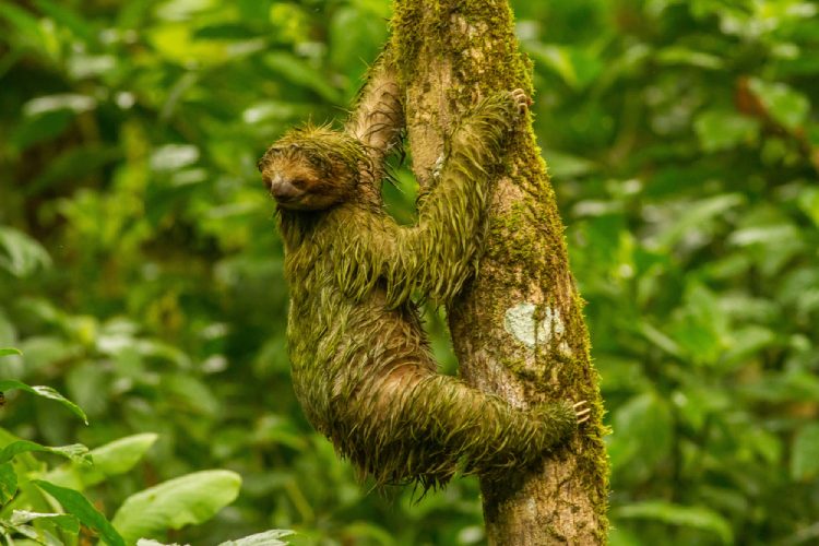 Sloths' fur appears green due to algae, which helps them camouflage with their leafy surroundings