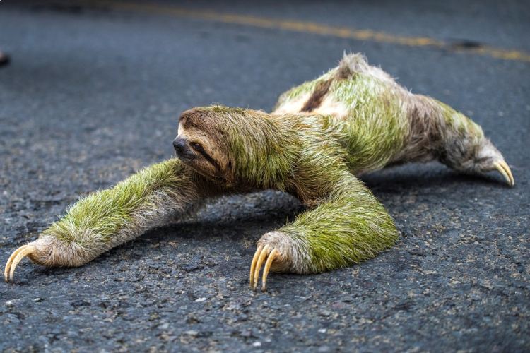 Sloth’s Algae-Covered Fur