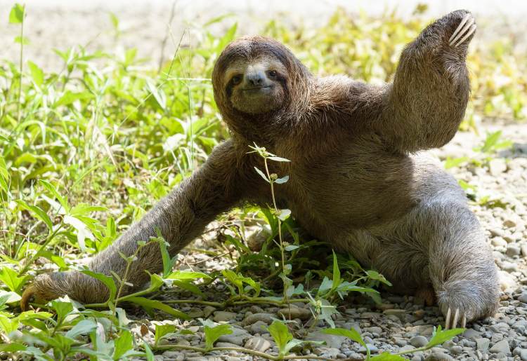 Sloths Defecate Only Once a Week