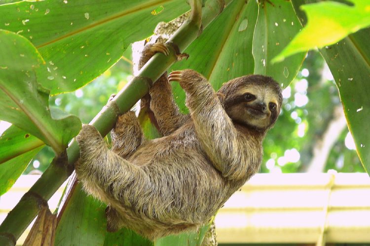 Sloths have super-flexible necks