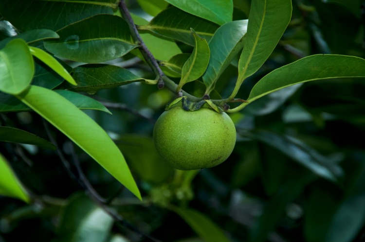 The manchineel tree fruit