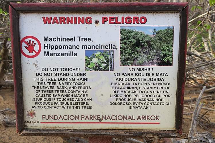 Warning sign for the Manchineel tree