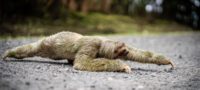 Picture Why Sloths Are So Slow? Uncover Some Fascinating Facts!