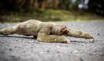 Picture Why Sloths Are So Slow? Uncover Some Fascinating Facts!