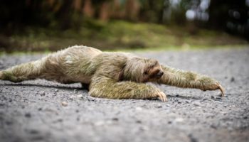 Picture Why Sloths Are So Slow? Uncover Some Fascinating Facts!