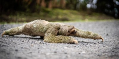 Picture Why Sloths Are So Slow? Uncover Some Fascinating Facts!