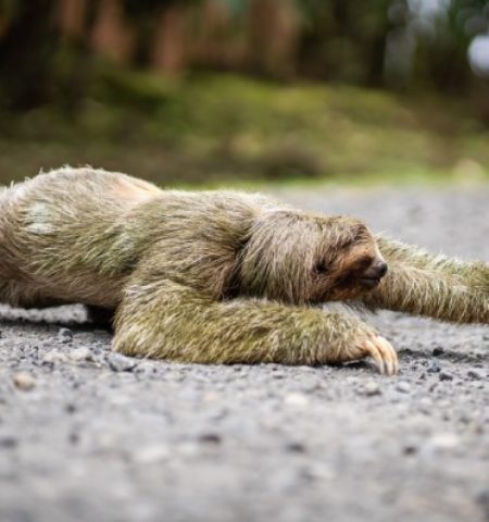 Picture Why Sloths Are So Slow? Uncover Some Fascinating Facts!