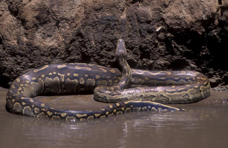 Central African Rock Python