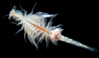 Picture Are Sea Monkeys Real? Discovering the Truth About These Water Pets