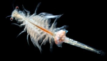 Picture Are Sea Monkeys Real? Discovering the Truth About These Water Pets