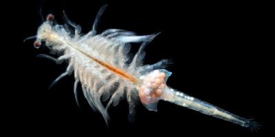 Picture Are Sea Monkeys Real? Discovering the Truth About These Water Pets