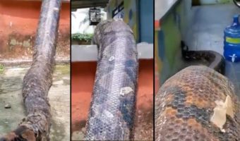 Picture 10 of the Biggest Snakes in the World