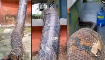 Picture 10 of the Biggest Snakes in the World