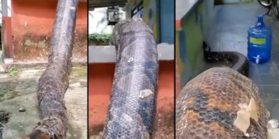 Picture 10 of the Biggest Snakes in the World