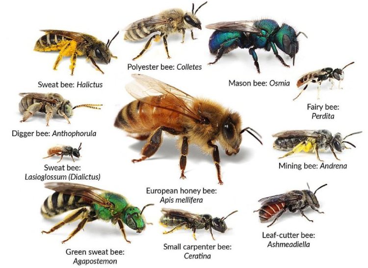 20,000 species of wild bees